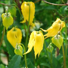 the yellow flowers are blooming in the garden