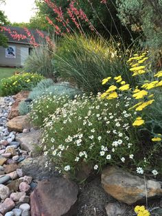 some flowers and rocks in the middle of a garden