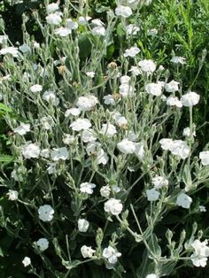 the white flowers are blooming in the garden