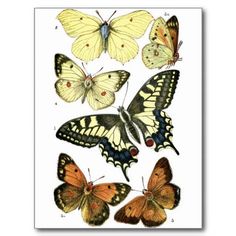 four butterflies are shown on a white background