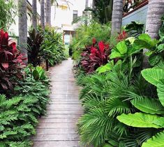 the walkway is lined with tropical plants and trees