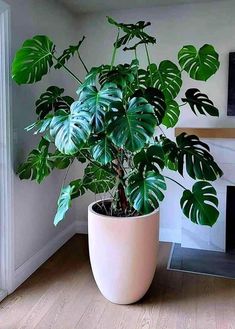 a large potted plant sitting on top of a wooden floor next to a fireplace