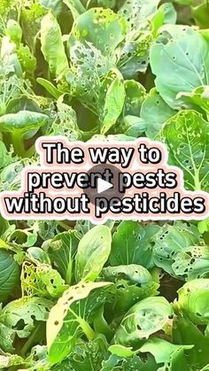 the way to prevent pests without pesticides is by using plants like lettuce