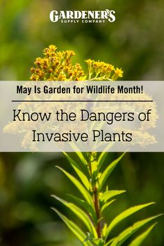 a yellow flower with the words, may is garden for wildlife month know the dangers of in