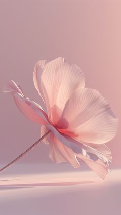 a single pink flower on a white surface with soft light coming from the back ground