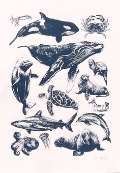 an ink drawing of different types of animals and sea creatures, including dolphins, whale, turtle