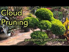 Transform your outdoor space into a serene sanctuary with the best shrubs and trees for a Japanese garden. Discover how Maples, Pines, Cherry Blossoms, and more can bring elegance and tranquility to your landscape. Cloud Pruning, Tree Id