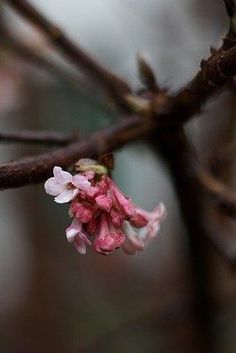 If you like fragrance in the garden, the Viburnum bodnantense is a perfect shrub for the winter garden. Just starting to flower now. Site Design, Winter Garden