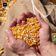 a person holding corn in their hands with the caption corn expofer written above it