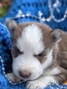 a brown and white puppy laying on top of a blue blanket next to a chain