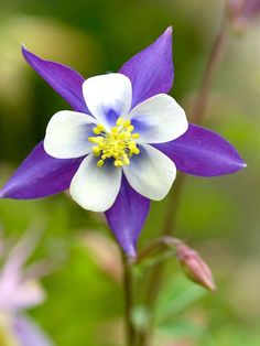 a blue and white flower with yellow stamen