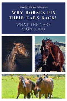 horses are shown with the words, why horses pin their ears back? what they are signaling