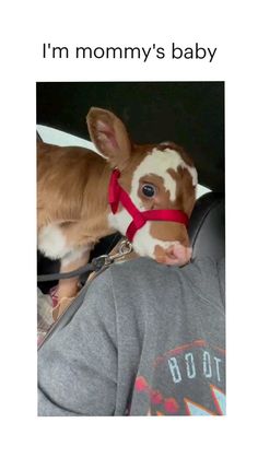 a small brown and white calf wearing a red harness on it's head in the back seat of a car