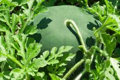 a watermelon in the middle of some green plants