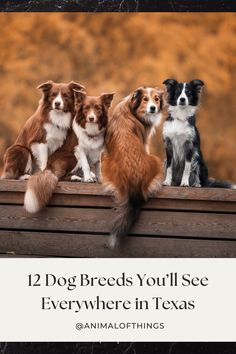 Discover the top dog breeds in Texas! From loyal Labrador Retrievers to energetic Australian Shepherds, find out which pups are stealing Texans' hearts. Learn about the Blue Lacy, Texas's official state dog, and why these breeds thrive in the Lone Star State. Perfect for dog lovers and potential pet owners in Texas! #TexasDogs #PopularDogBreeds #BlueLacy