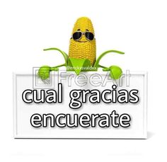 a corn cob with sunglasses on it and the words cual gracias encu