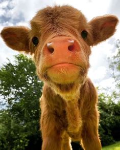 a brown cow standing on top of a lush green field