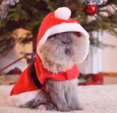 a small gray dog wearing a santa hat and red coat sitting in front of a christmas tree