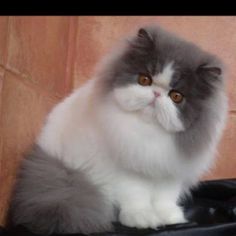 a fluffy gray and white cat sitting on top of a black suitcase next to a wall