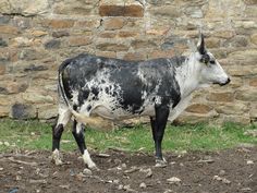 a black and white cow standing in front of a stone wall with grass on the ground