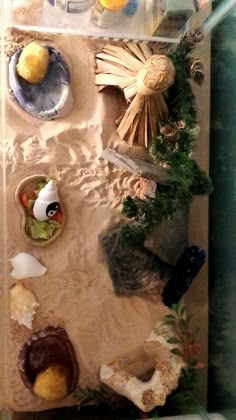 an assortment of items displayed on display in a glass case, including lemons and seashells