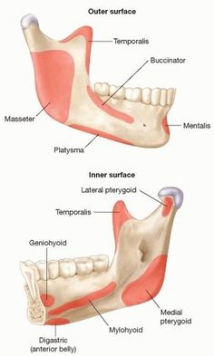 Discover the future of dental solutions with our , designed to enhance comfort and functionality for denture wearers. These state-of-the-art connectors provide a seamless fit, ensuring stability and improved chewing efficiency. Crafted with advanced materials, they promote a natural feel and reduce irritation, allowing you to enjoy your favorite foods without worry. Muscle Of Mastication Diagram, Mandible Anatomy, Mandibular Nerve, Dental Notes, Dental Hygienist School, Nerve Anatomy, Head Muscles, Dental Materials, Anatomy Bones