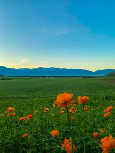 an open field with orange flowers in the foreground and mountains in the distance on a sunny day