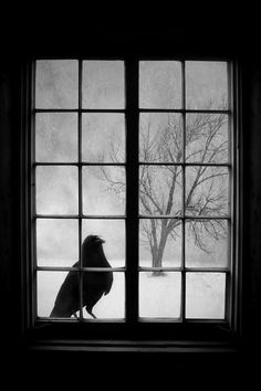 a black and white photo of a bird sitting on a window sill looking out