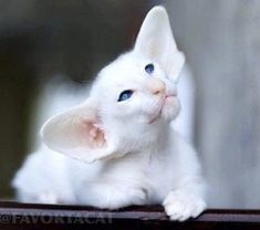 a white kitten with blue eyes sitting on top of a table