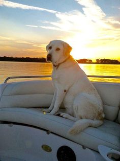 a white dog sitting on the back of a boat in water at sunset or dawn