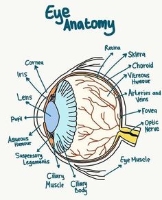 an eye diagram with all the parts labeled in it, including the iris and circulators