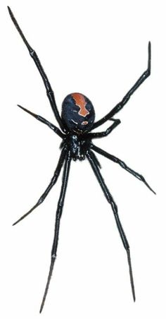 a black widow spider with an orange spot on its back