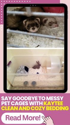 two ferrets in their cage with text reading say goodbye to messy pet cages with kaytee clean and cozy bedding read more