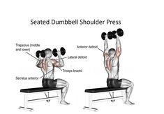 the seated dumbbell shoulder press is shown in three different positions, with text describing how to use it