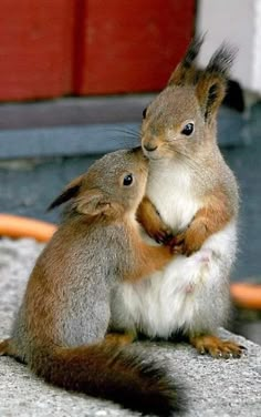 two squirrels are sitting on the ground and one is holding its head to another squirrel's chest