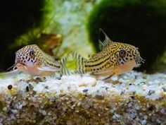 two small fish sitting next to each other on top of a gravel covered aquarium tank