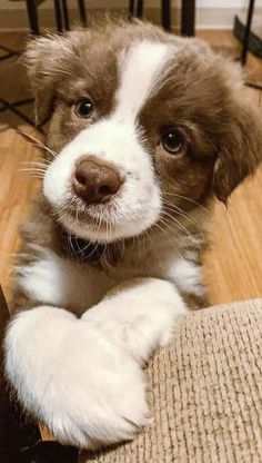 a brown and white puppy sitting on top of a wooden floor