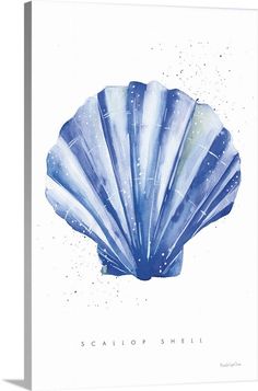 a watercolor painting of a scallop shell with the words scallop shell on it