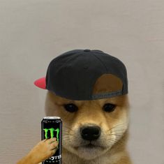 a brown dog wearing a monster hat holding a can of monster energy drink in it's mouth