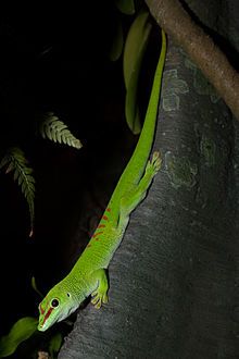 a green lizard sitting on top of a tree branch in the forest at night time