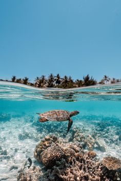 a turtle swimming over a coral reef with palm trees in the background