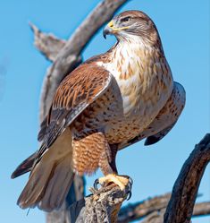 a brown and white bird perched on top of a tree branch