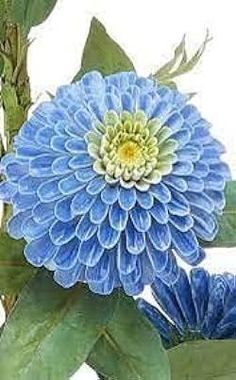 a blue flower with green leaves on it