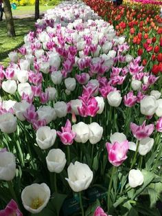 many white and pink tulips in a field