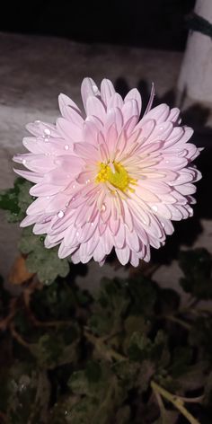 a pink flower with water droplets on it