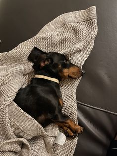 a small black and brown dog laying on top of a couch next to a blanket