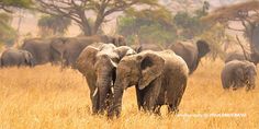 two elephants facing each other in tall grass