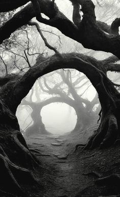 an old tree tunnel in the middle of a forest with foggy trees around it