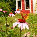 a butterfly sitting on top of a pink flower in front of a red house with white windows