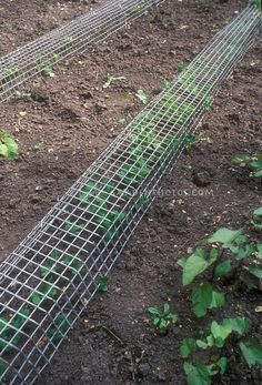 two rows of green plants growing on top of a dirt ground next to a wire fence